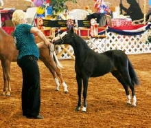 Rhapsody's majestic Reign