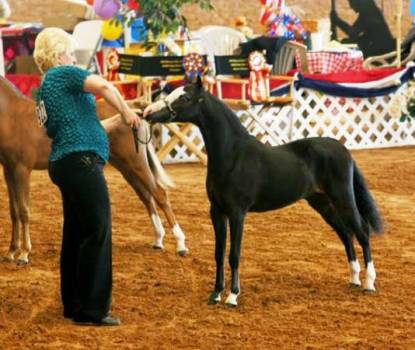 Rhapsody's majestic Reign