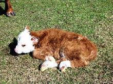 Registered Miniature Hereford Calf