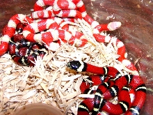 Albino and Het Nelsons Milks