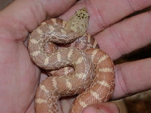 Ultra Hypo Bull