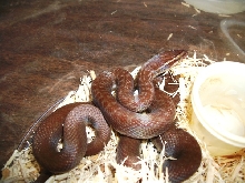Lace Nornal House Snake