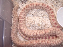 hypo bull