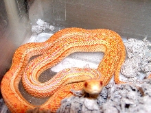 Albino Pacific gopher