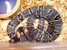 Pandale Dirt Alterna - Dark Phase