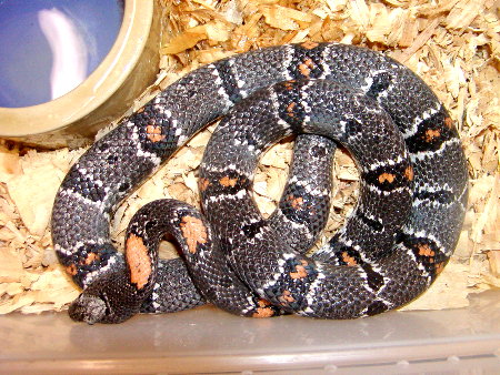 Pandale Dirt Alterna - Dark Phase