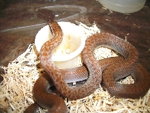 red lace House Snake