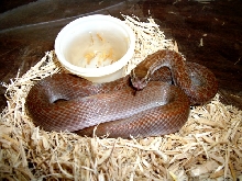 Red Spot House Snake