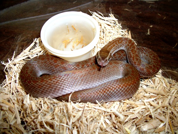 Red Spot House Snake