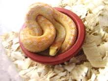 San Diego Gopher - Limburg 2