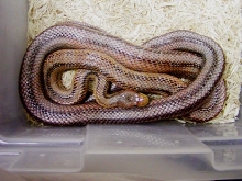 Sanderson Bairds Rat snakes