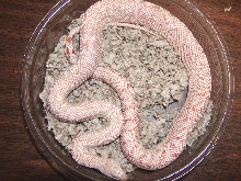 albino patternless southern pine