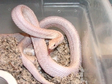 Pink Patternless Pine