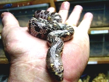 Southern Pine Hatchling