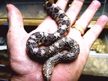 second southern Hatchling