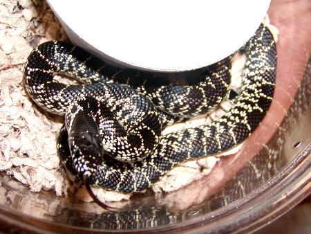 Desert King Splendita 3