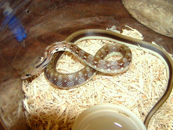 Sri lanka Trinket snake