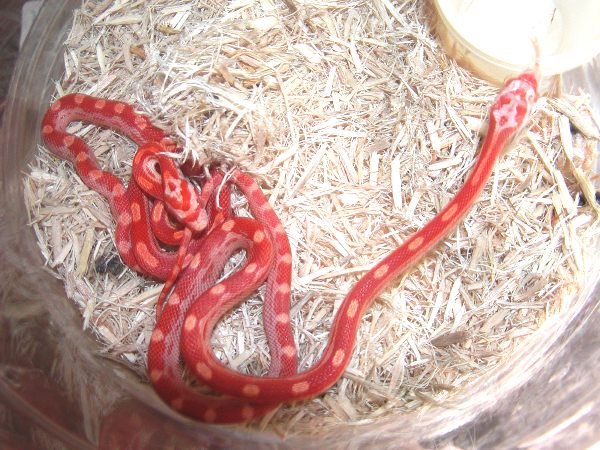 Sunglow Motley Corns