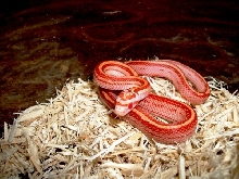 Striped Sunglow Motley corns