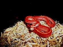 Sunglow Motley Corn - Striped