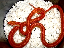 Striped Sunglow Motley Corn