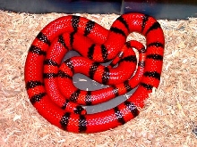 Hypo Honduran Adult female