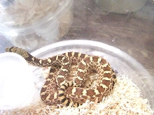 Texas Yellow Bull 2009