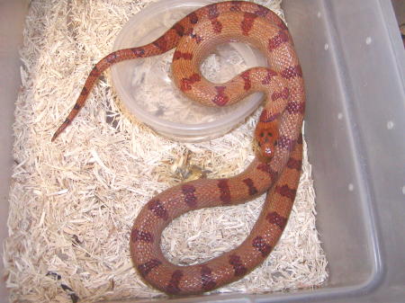Thayeri adult female 1