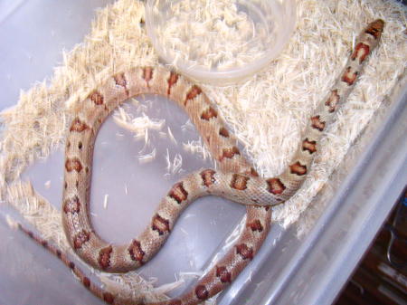 Thayeri adult female 2