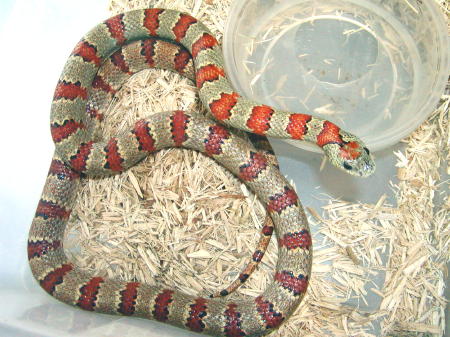 Thayeri adult female 3