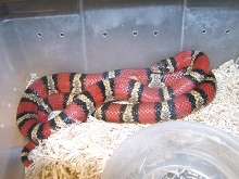 Thayeri adult female 4