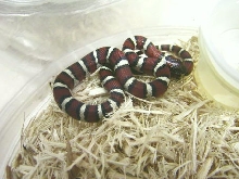2007 Milk Snake Phase Thayeri