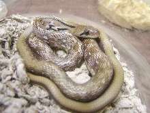 Trinket Rat Snake