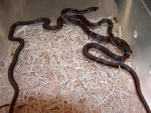 Sri Laken Trinket Snakes 2010