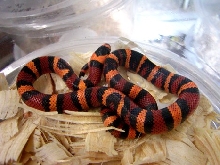 Triple het tangerine hounduran 2009
