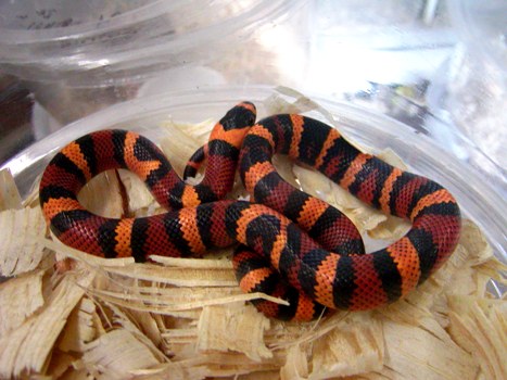 Triple het tangerine hounduran 2009