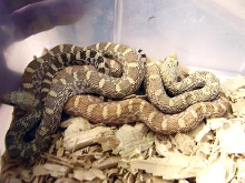 Ultra Hypo Bull Hatchlings