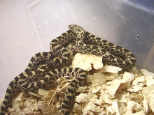 Ultra Hypo Bull litter mates