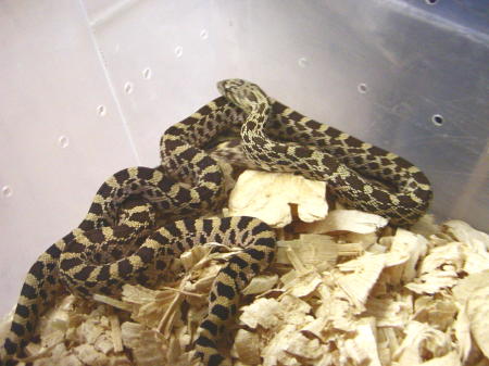 Ultra Hypo Bull litter mates