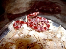 Ultramel Corn 2009