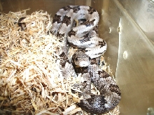 White Oak Rat Snake