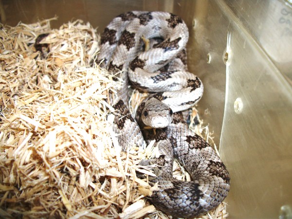 White Oak Rat Snake