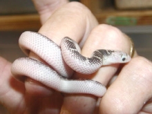 Individual white sided brooksi