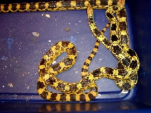 Yellow Phase Deppei