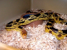 yellow deppei deppei