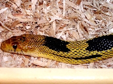 head shot of Yellow Phase Deppei