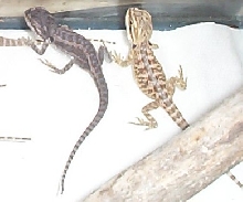 two babies