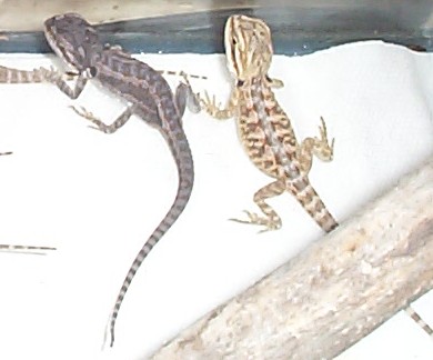 two babies