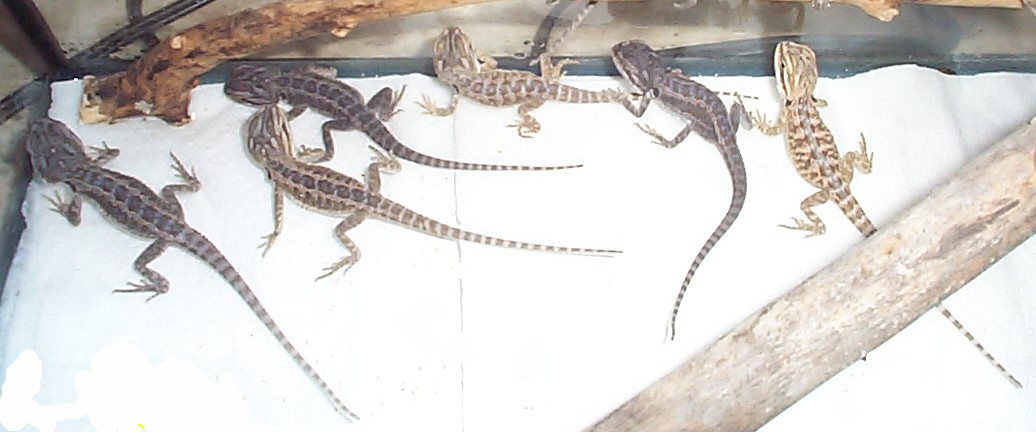 some more of the babies