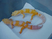New Tangerine Albinos from Taino Reptiles